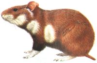 Common or European hamster (Cricetus cricetus), source: The Mammals of Britain and Europe, by Gordon Corbet and Denys Ovenden