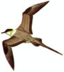 Long-tailed Jaeger or Skua (Stercorarius longicaudus), Robbins, Birds of North America, Golden, 1966